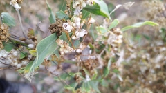 Cuscuta