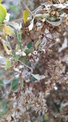 Cuscuta