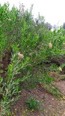 Tessaria absinthioides