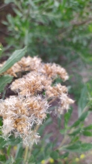Tessaria absinthioides