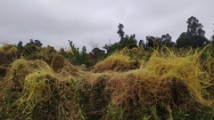 Cuscuta