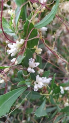 Cuscuta