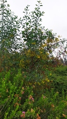 Nicotiana glauca