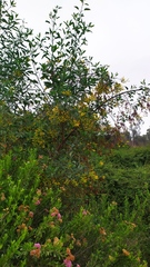 Nicotiana glauca