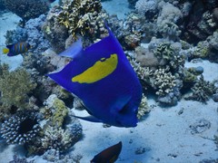 Pomacanthus maculosus