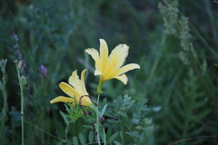 Hemerocallis lilioasphodelus