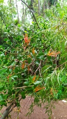 Tristerix corymbosus