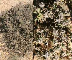 Drosanthemum quadratum