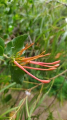 Tristerix corymbosus