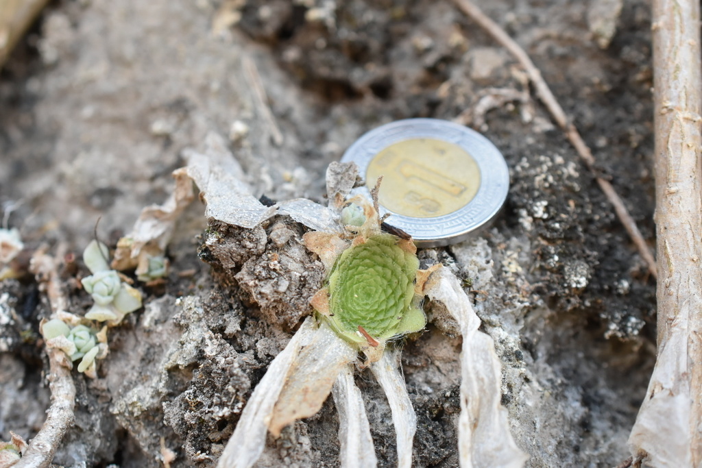 Pinguicula colimensis, Tecomán, COL, MX