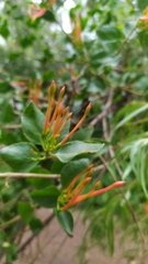 Tristerix corymbosus