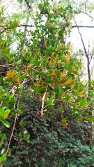 Tristerix corymbosus