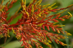 Aechmea blanchetiana
