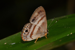 Euselasia melaphaea