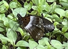 Pseudacraea