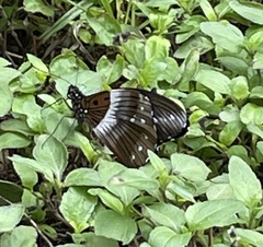 Pseudacraea
