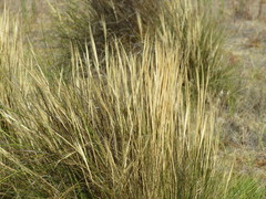 Pappostipa humilis