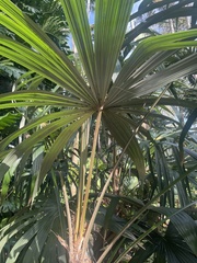 Cryosophila stauracantha