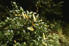 Vestia foetida