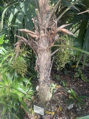 Cryosophila stauracantha