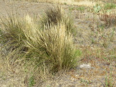 Pappostipa humilis