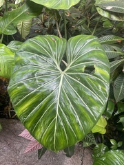Philodendron gloriosum