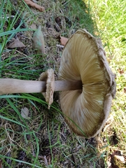 Chlorophyllum