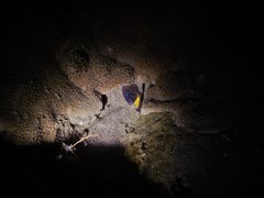 Gymnothorax nudivomer