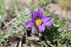 Pulsatilla
