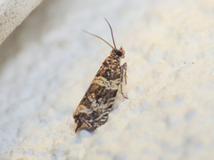 Celypha flavipalpana