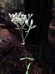 Eupatorium leucolepis
