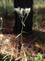 Eupatorium leucolepis