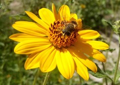 Eristalis bogotensis