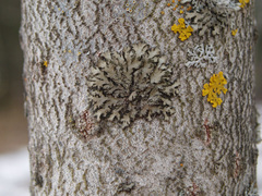 Phaeophyscia hispidula