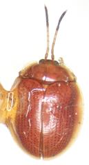 Demotispa rubiginosa