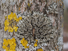Phaeophyscia hispidula