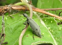 Epicauta bipunctata