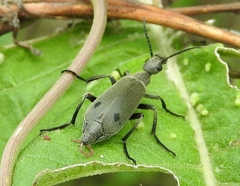 Epicauta bipunctata
