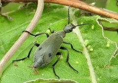 Epicauta bipunctata