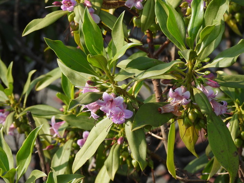 Myoporum bontioides iNat (2)