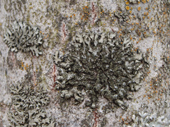 Phaeophyscia hispidula