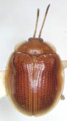 Demotispa rubiginosa