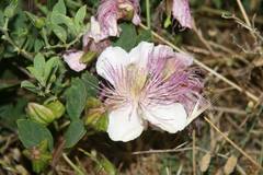 Capparis sicula