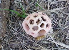 Clathrus transvaalensis
