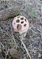 Clathrus transvaalensis