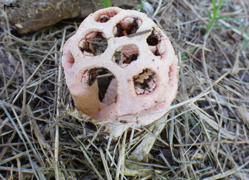 Clathrus argentinus, foto de la comunidad