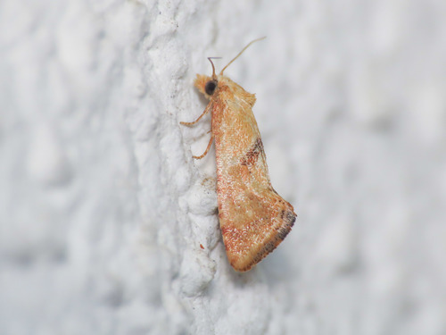 Rosy Conch