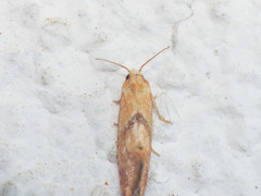 Cochylis roseana