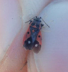 Melanocoryphus tristrami