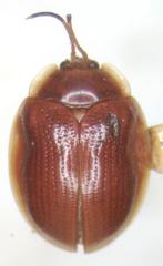 Demotispa rubiginosa